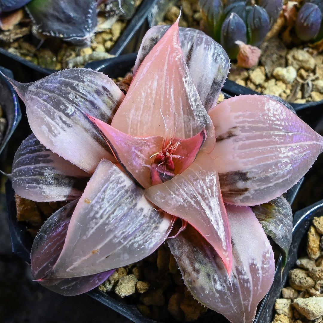 ハオルチア ピンキー錦 極上斑