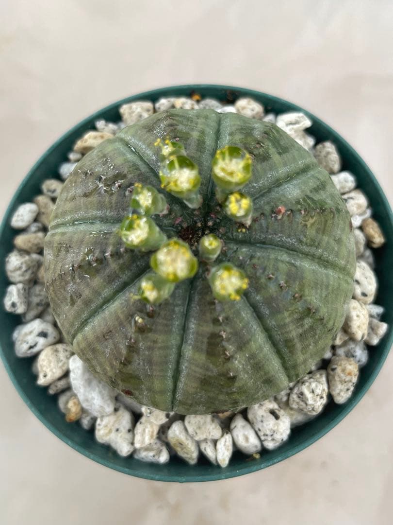 ユーフォルビア6種セット