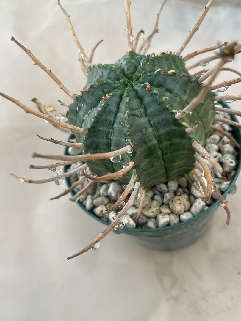 ユーフォルビア6種セット