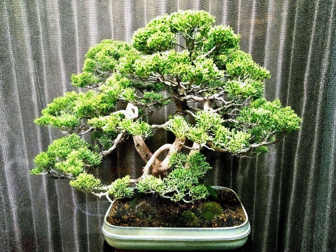 【樹齢 50年超　真柏盆栽】　　　⭕堂々たる一品です❗