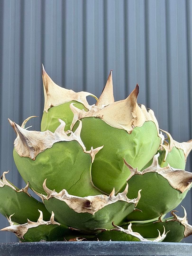 アガベチタノタ　トリケラトプス　白犀牛　カクタスグリーン　大株　親株　5号鉢