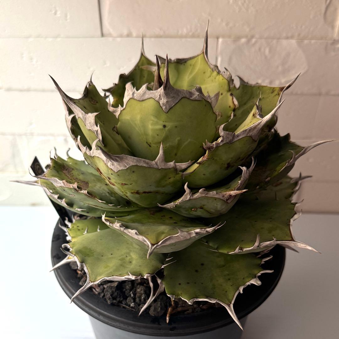 AS7 アガベ チタノタ 阿修羅 親株 ※鉢付きメルカリ便発送