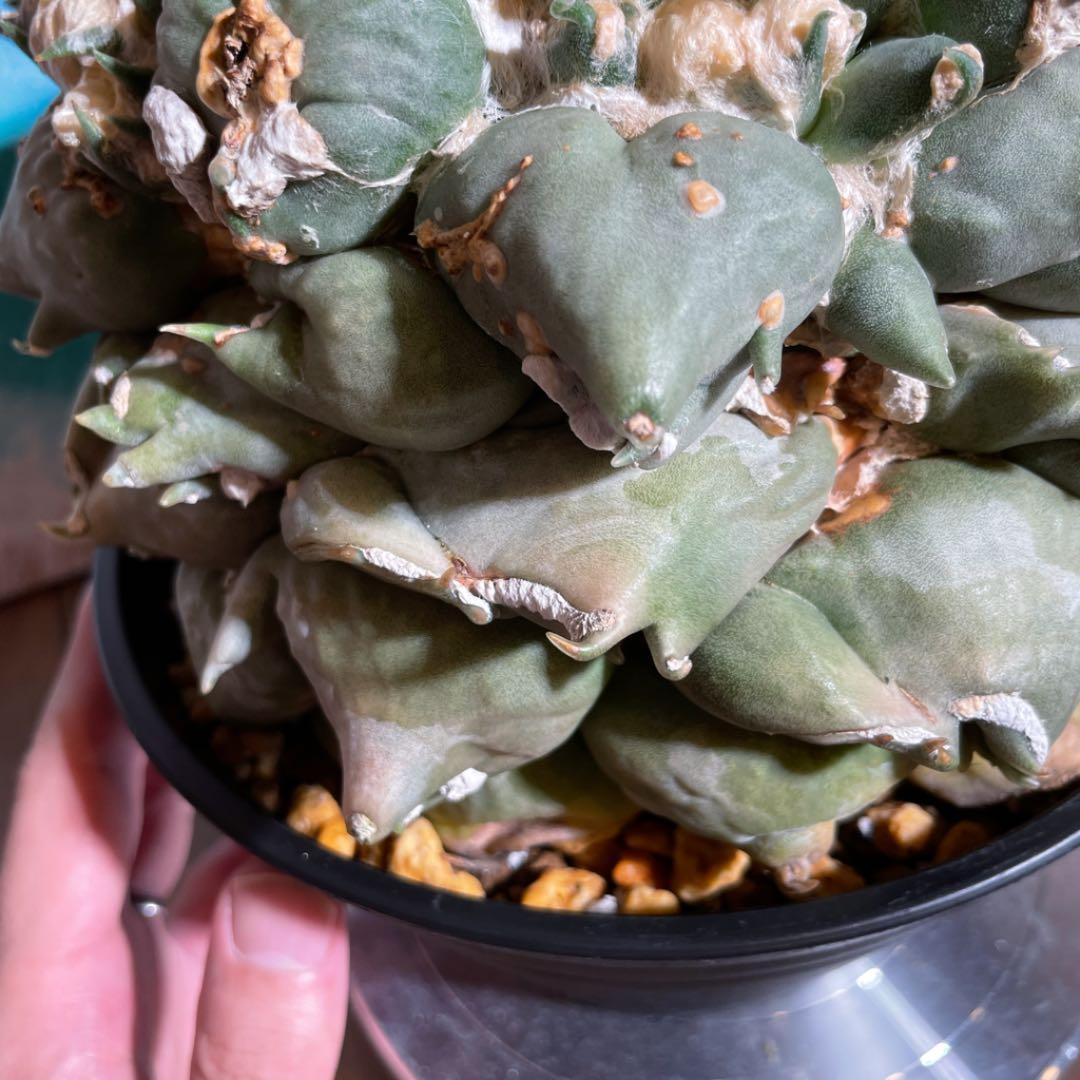 特大モンスター　乱れトゲ　乱舞　変わりイボ