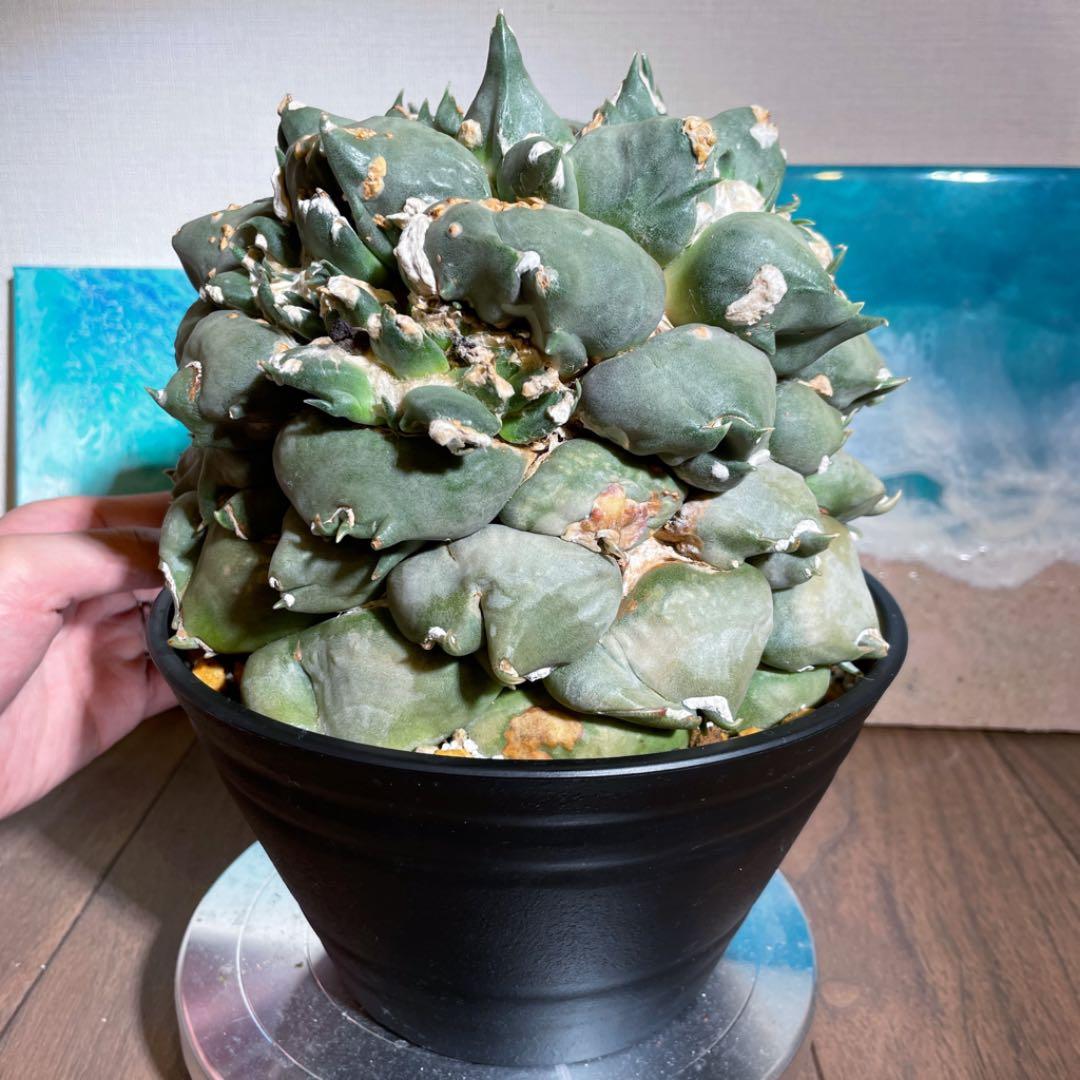 特大モンスター　乱れトゲ　乱舞　変わりイボ