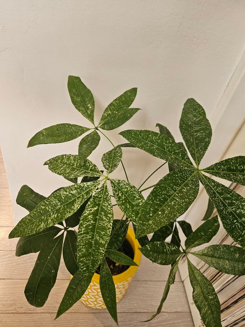 s*t様 斑入り　パキラミルキーウェイ　実生苗