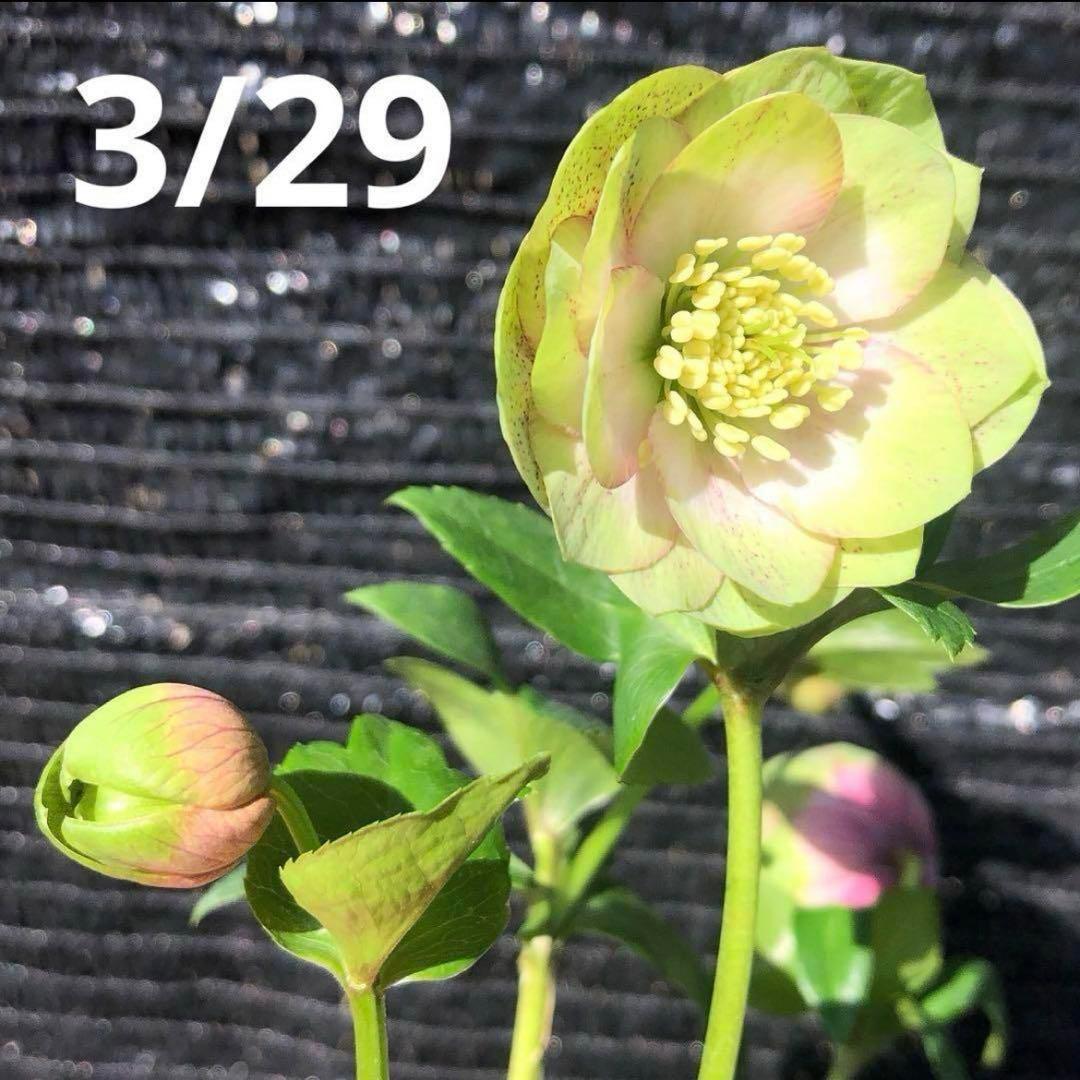 ヒ*イ様 ☘️ 唯一無二❤️開花株❤️根充実❤️⭐️超⭐️沢山新芽❤️797超希