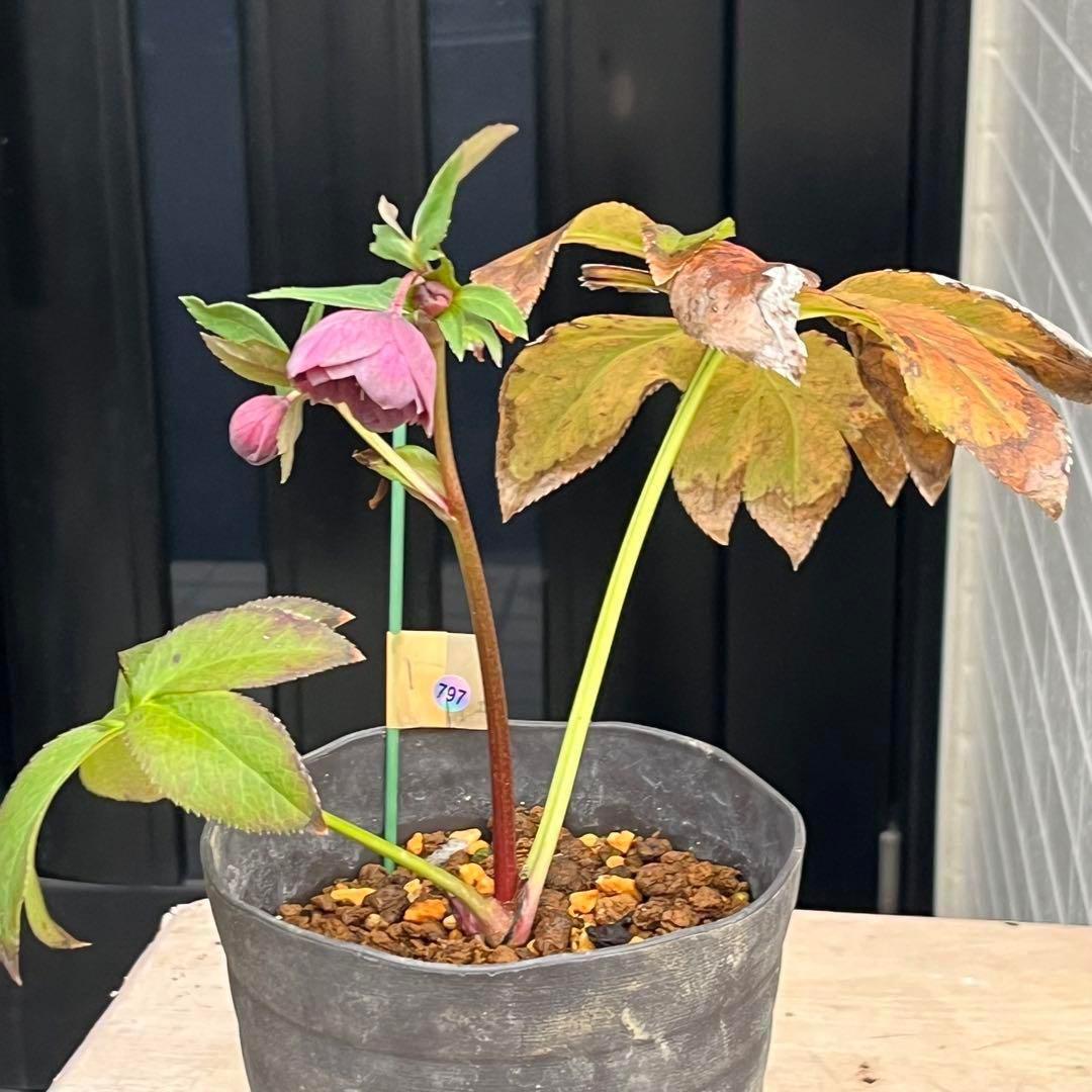 ヒ*イ様 ☘️ 唯一無二❤️開花株❤️根充実❤️⭐️超⭐️沢山新芽❤️797超希