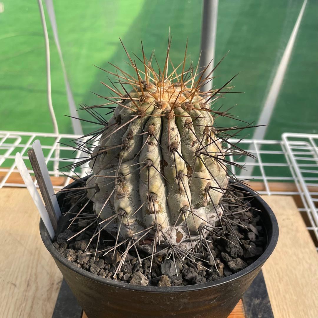 存在感抜群❗️コピアポア　逆鱗丸　ビンテージ　株　　(黒王丸　、