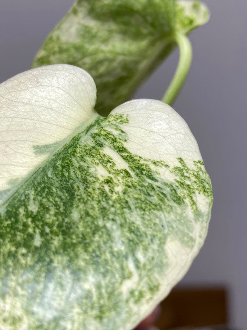 ご*ん様 【斑入り強め✨】モンステラ　デリシオーサ　レガシー　斑入り　希少　人気