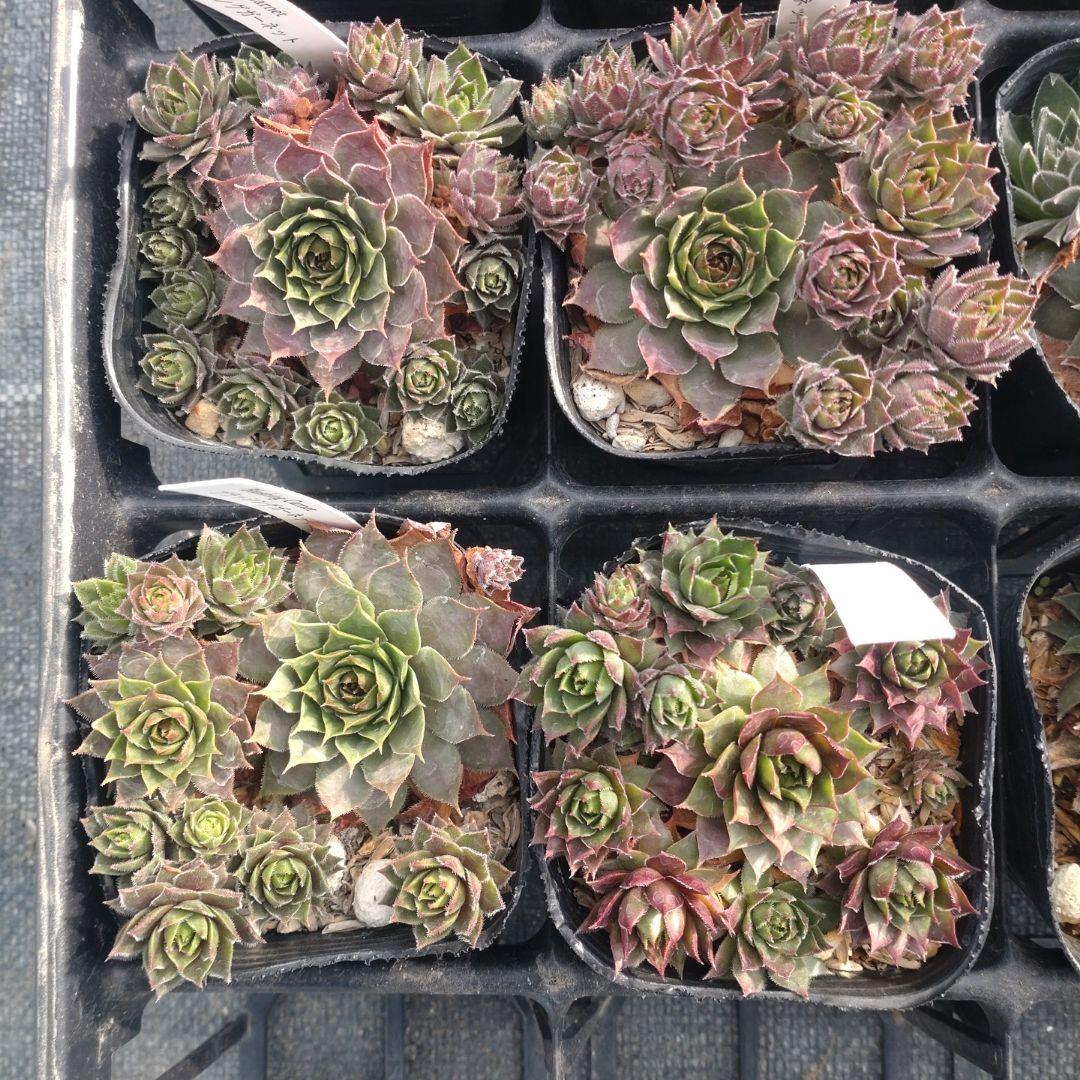 1ポット410円〜 センペルビウム26年1月 その9