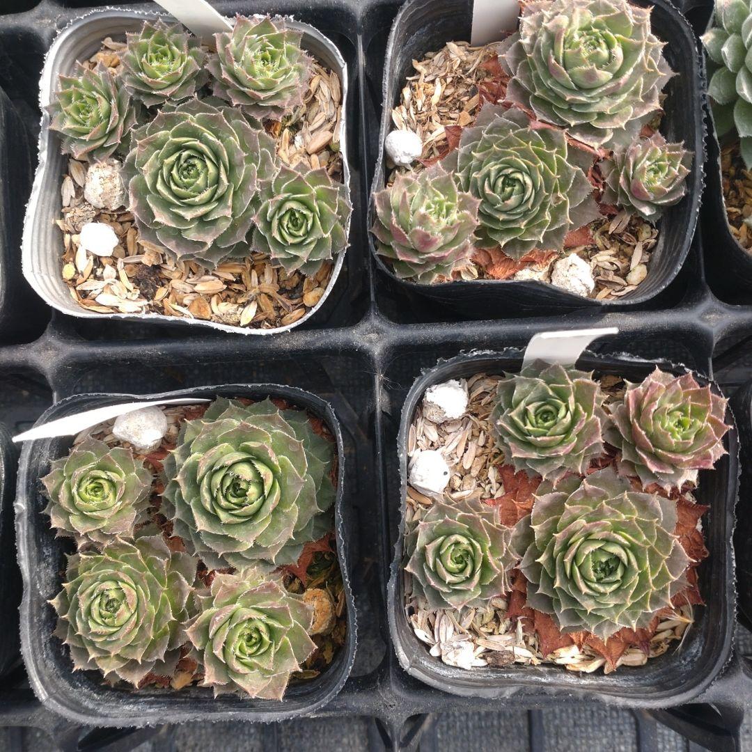 1ポット410円〜 センペルビウム26年1月 その9