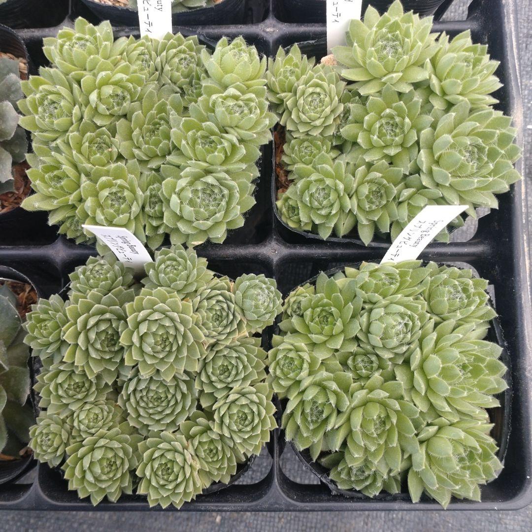 1ポット410円〜 センペルビウム26年1月 その9