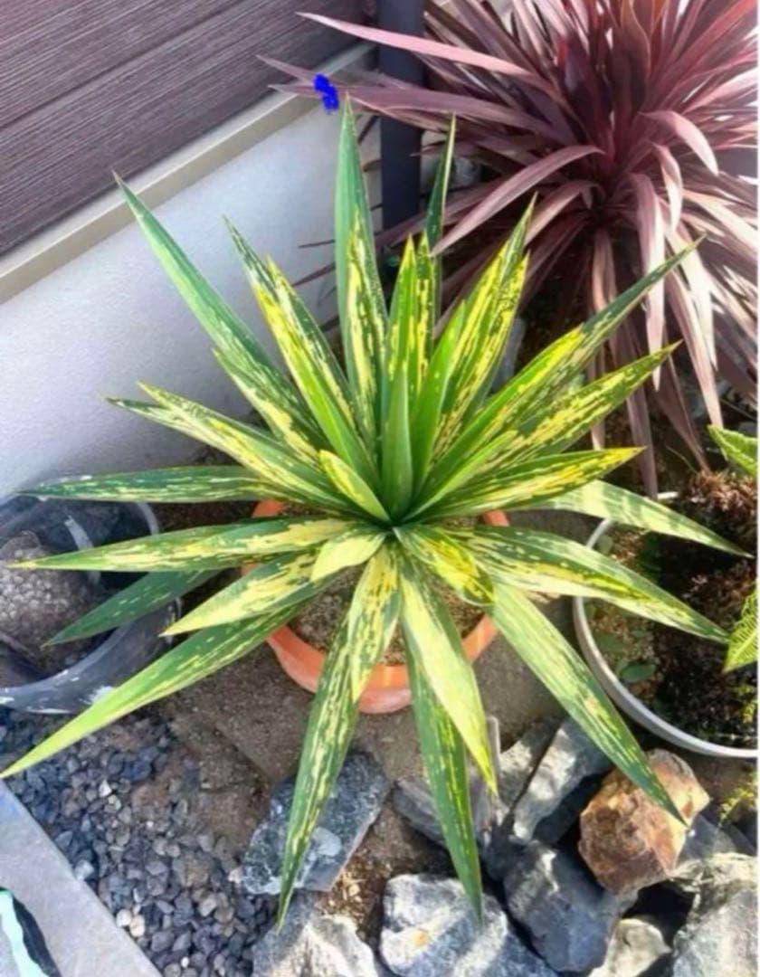 【超希少品種】ユッカ グロリオサ　散り斑 大株 キミガヨラン アツバキミガヨラン