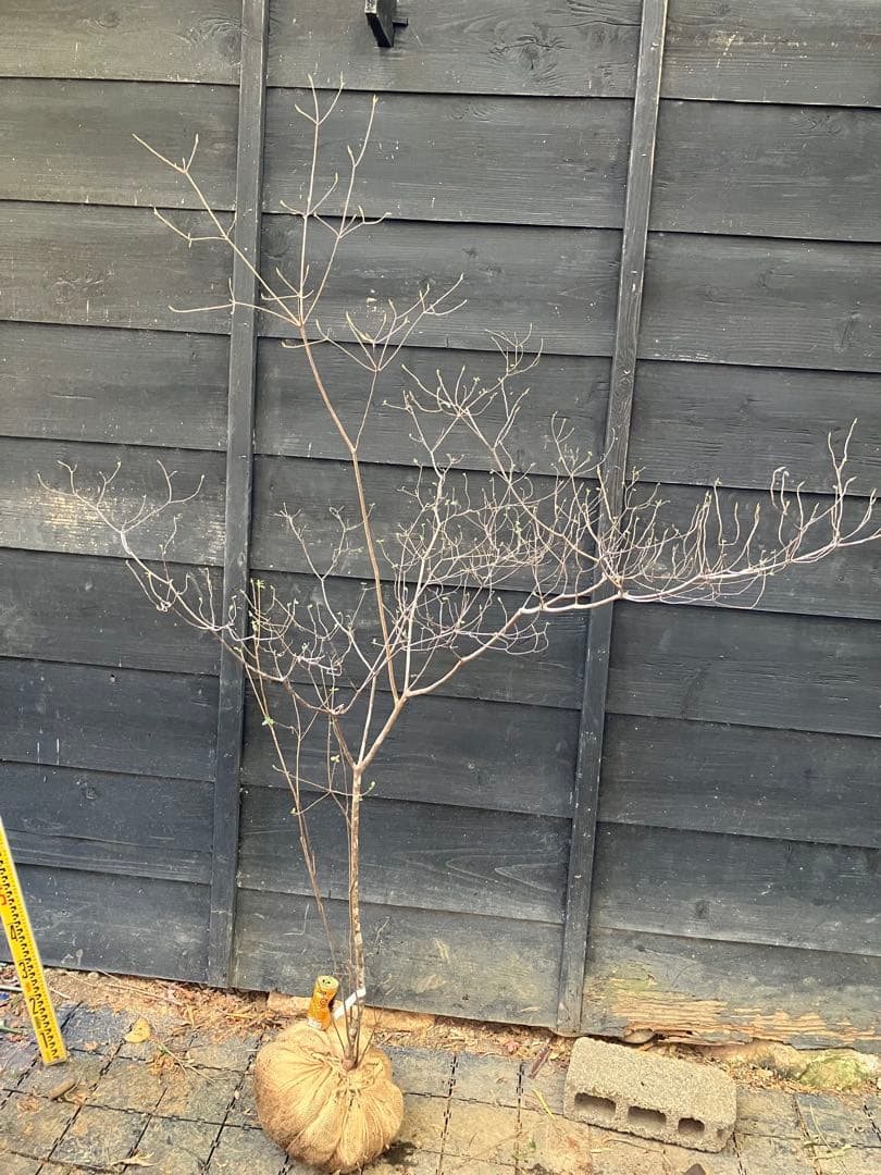 72 山採り　バイカツツジ