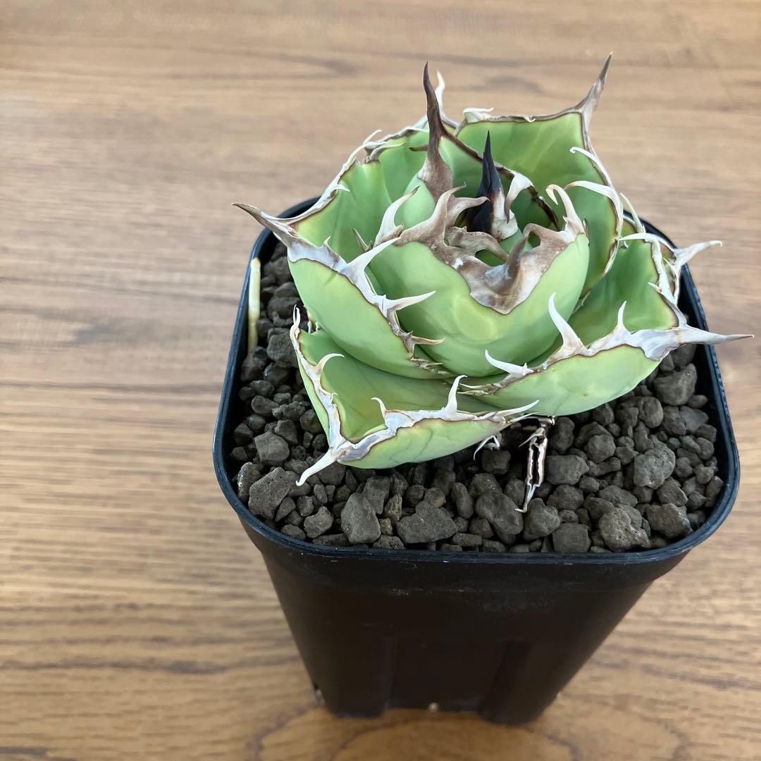 t*4様 【初売りオークション】125 REZA産　イラン株　アガベ　アングリー