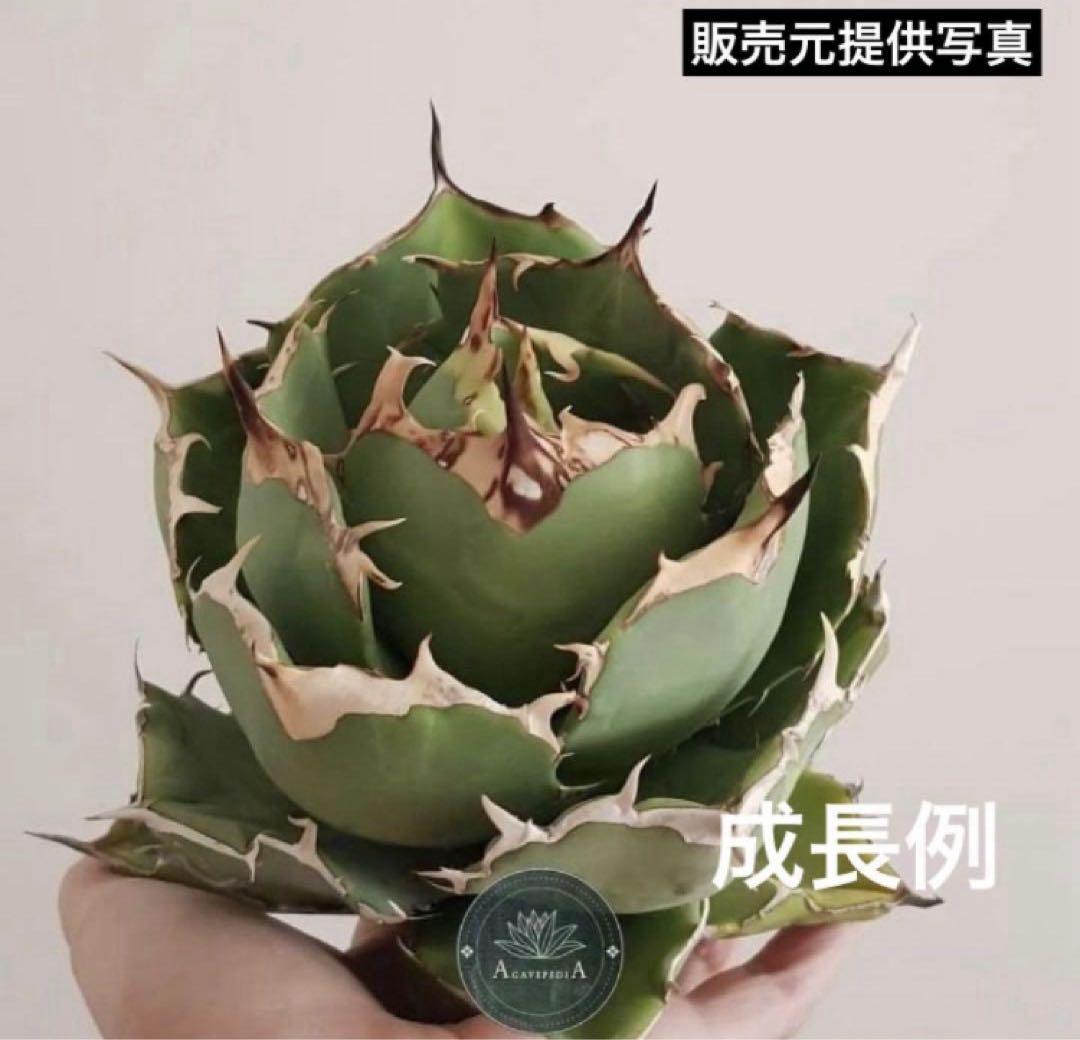 t*4様 【初売りオークション】125 REZA産　イラン株　アガベ　アングリー