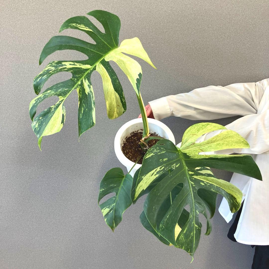 超絶希少❗️モンステラ　デリシオーサミント✨