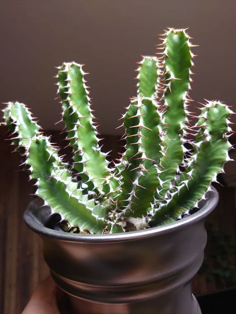 ユーフォルビア ムランジーナ