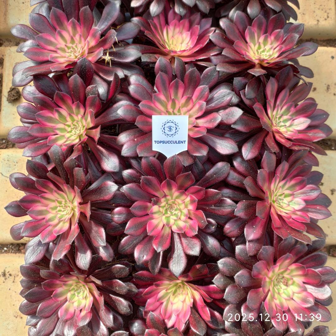 Top【選抜株】23098レッド　ベルベットHyb 105個　プラグトレー苗