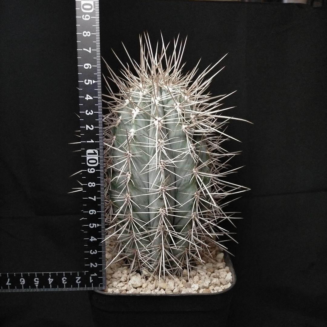 パキケレウス 武倫柱 強刺 大型 ドライガーデン 弁慶柱 柱サボテン メルカリ便