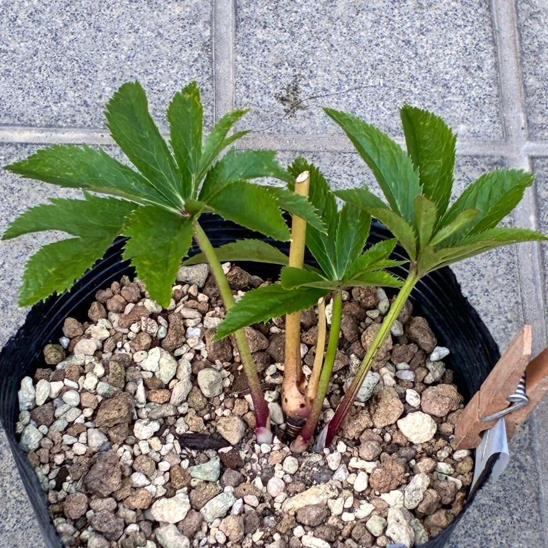 ま*️様 ❤️根充実❤️沢山新芽元気株❤️604⭐️超レア極上発色⭐️乳白色 【