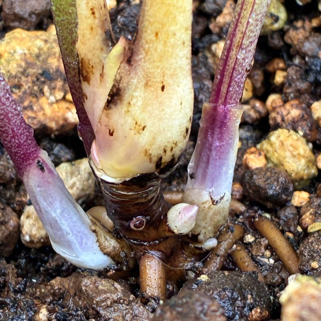 ま*️様 ❤️根充実❤️沢山新芽元気株❤️604⭐️超レア極上発色⭐️乳白色 【