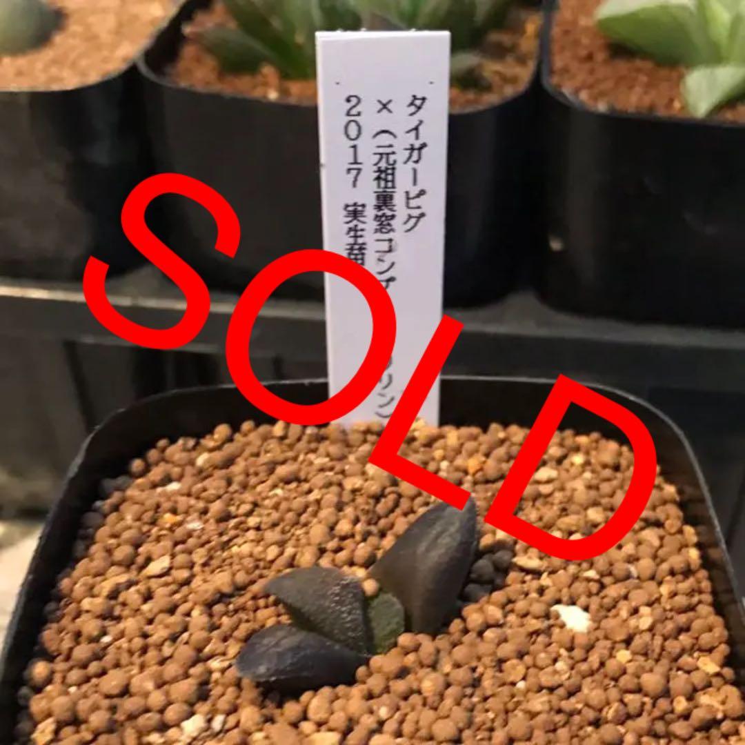 多肉植物 ハオルチア  セール 1株500円 送料200円 組み合わせ自由 4