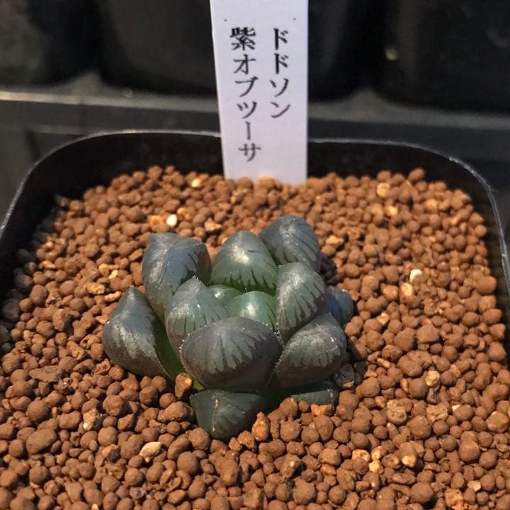 多肉植物 ハオルチア  セール 1株500円 送料200円 組み合わせ自由 4