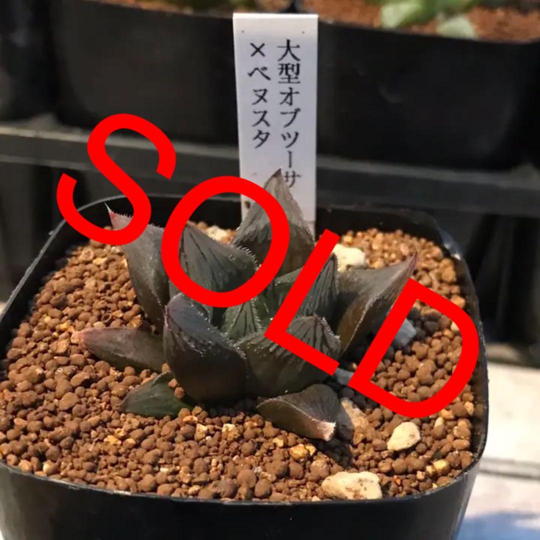 多肉植物 ハオルチア  セール 1株500円 送料200円 組み合わせ自由 4