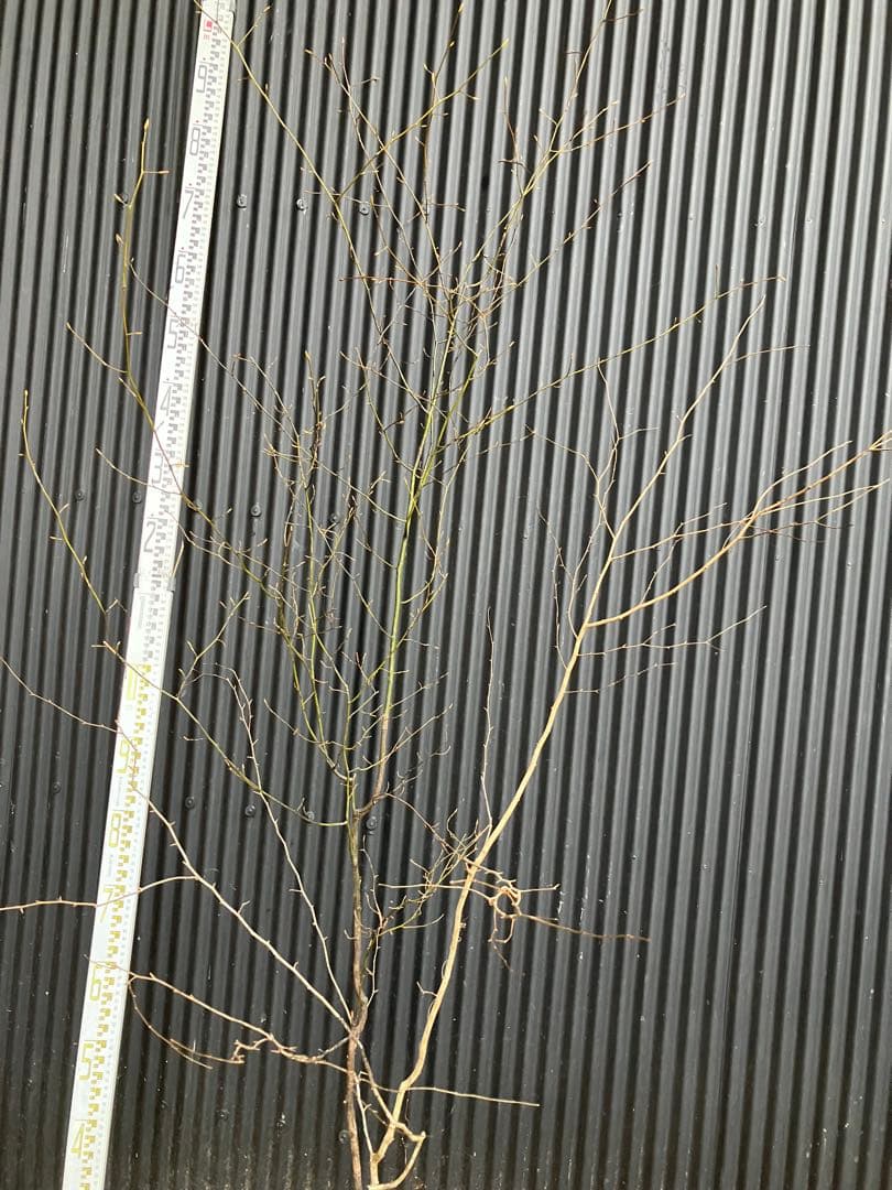 山採り　クロモジ　カマツカ