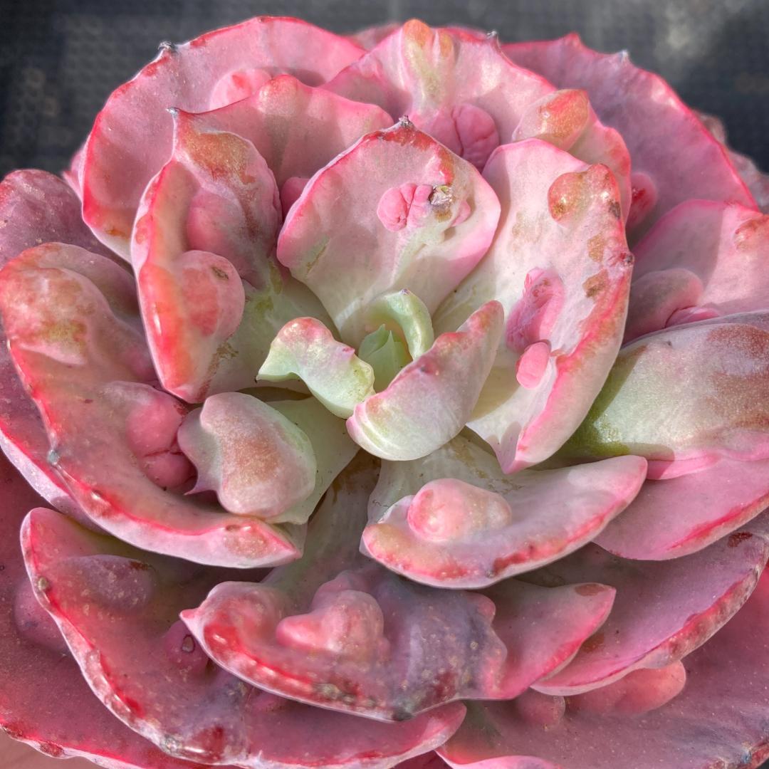 エケベリア　韓国苗　大苗　レインドロップス錦　多肉植物　ポコ多肉