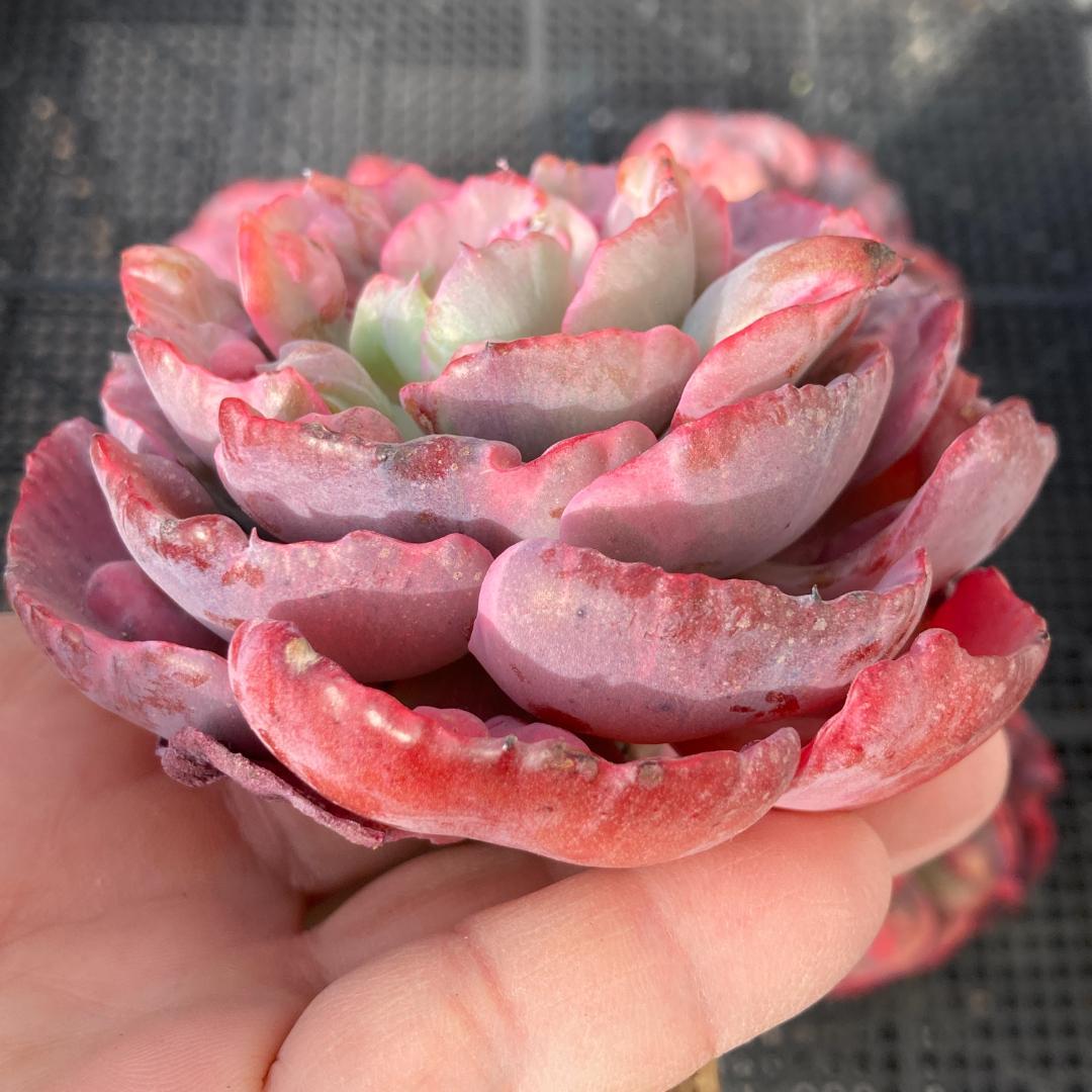 エケベリア　韓国苗　大苗　レインドロップス錦　多肉植物　ポコ多肉