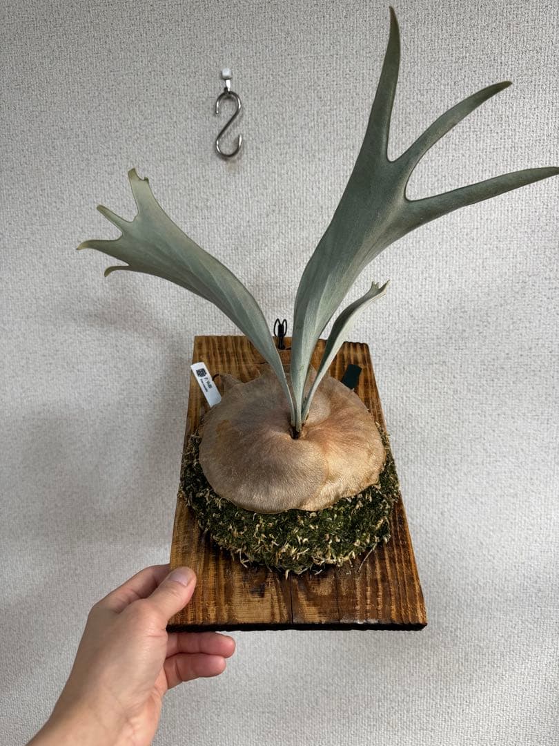 P. vellii ベリー　ビカクシダ　子株　oc株