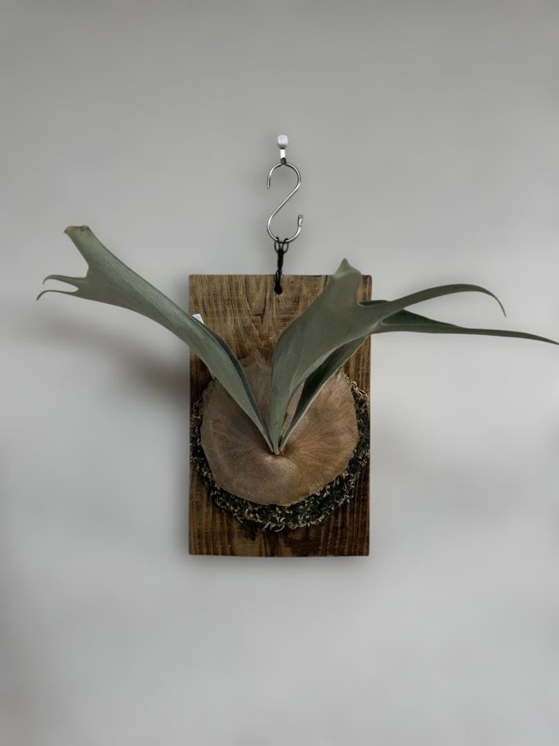 P. vellii ベリー　ビカクシダ　子株　oc株