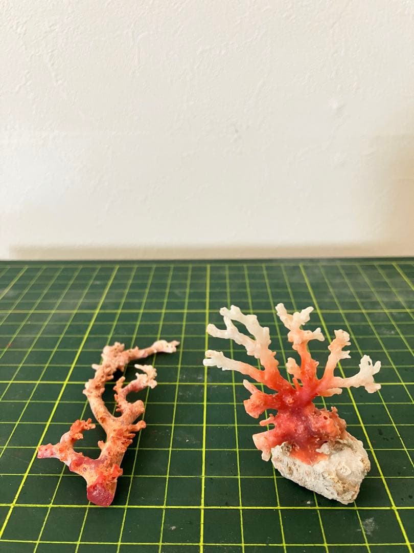 珊瑚　原木　置物　赤珊瑚