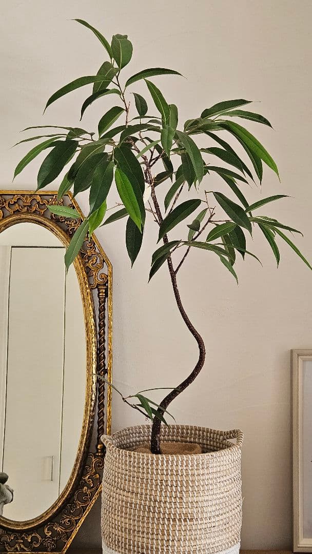 フィカス アムステルダムキング　曲がり　 観葉植物