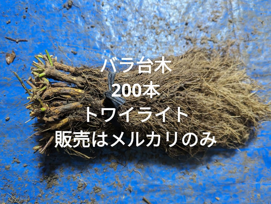 バラ台木　200本