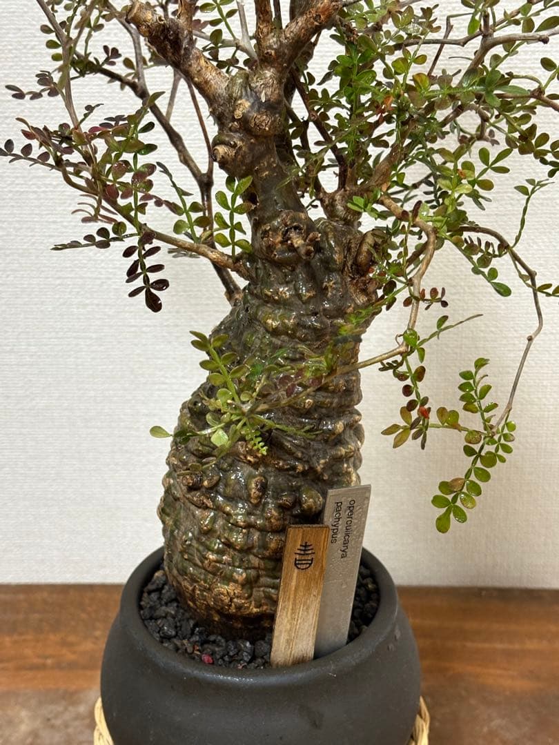 オペルクリカリア　パキプス　現地球発根済み