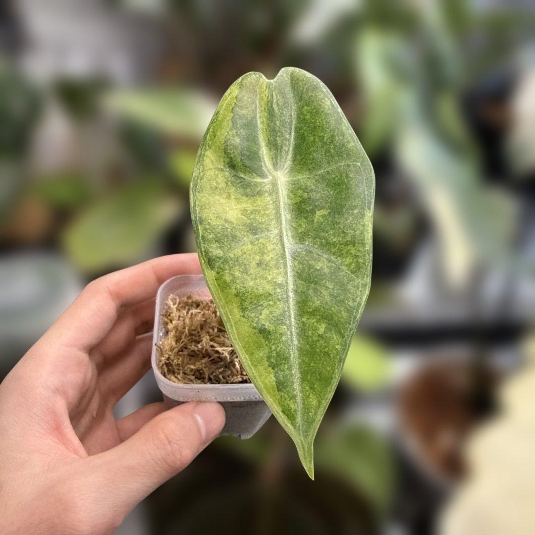 アロカシア ロンギロバ ルシファー