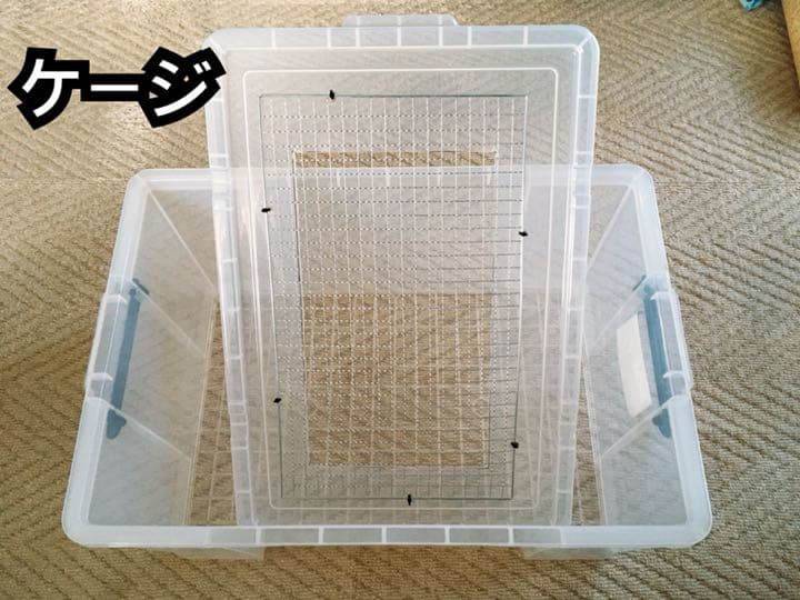 ハムスタースターターキット