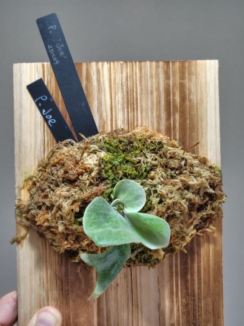 ビカクシダ P. Joe