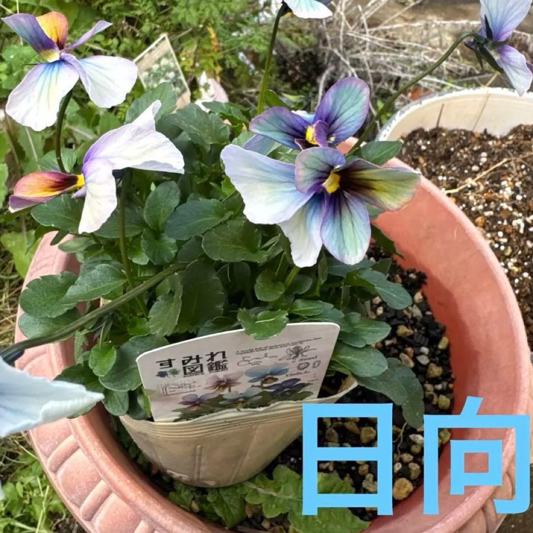 ビオラ　パンジー　すみれ図鑑