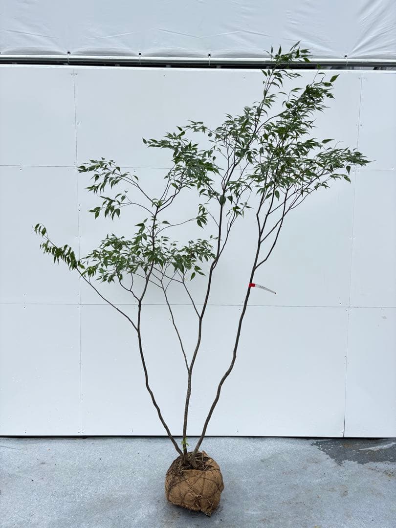 美しい樹形が魅力的 山採り ハイノキ 株立 664 樹高2.1m位 高級樹