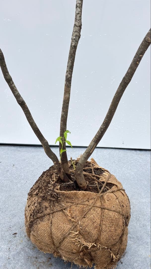 美しい樹形が魅力的 山採り ハイノキ 株立 664 樹高2.1m位 高級樹