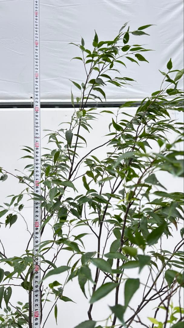 美しい樹形が魅力的 山採り ハイノキ 株立 664 樹高2.1m位 高級樹