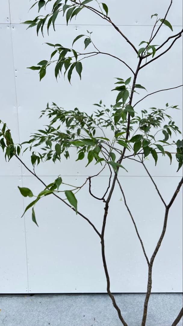 美しい樹形が魅力的 山採り ハイノキ 株立 664 樹高2.1m位 高級樹