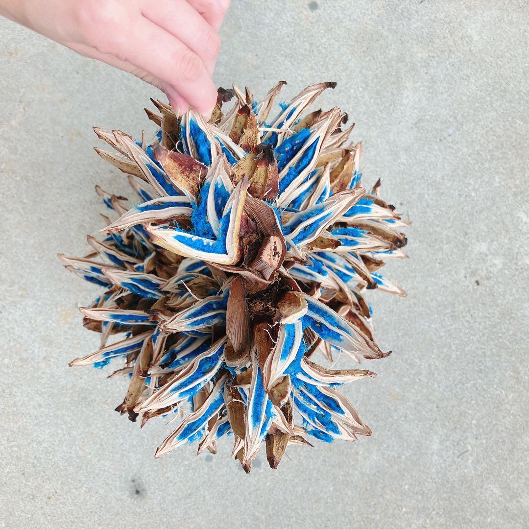 【ビルス】タビビトノキ【premium】