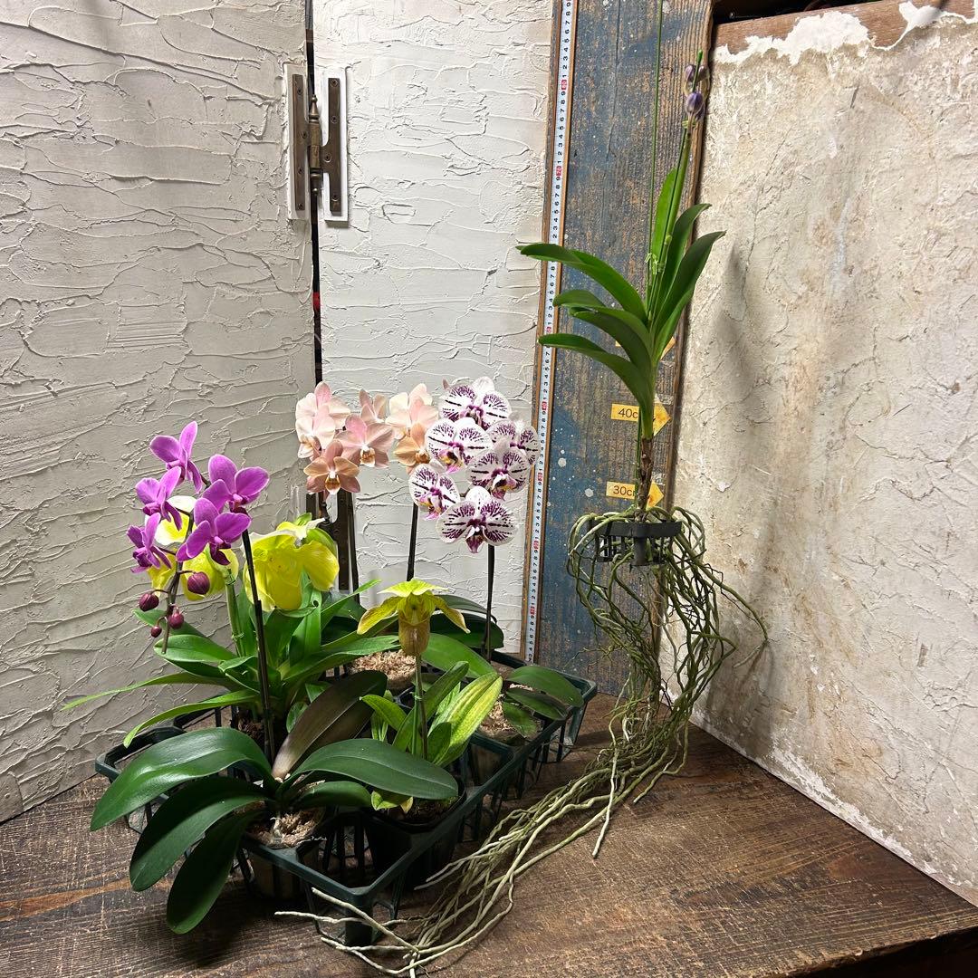 メ*ん様 洋蘭　ミックスアソート　6株 胡蝶蘭　バンダ　パフィオペディルム