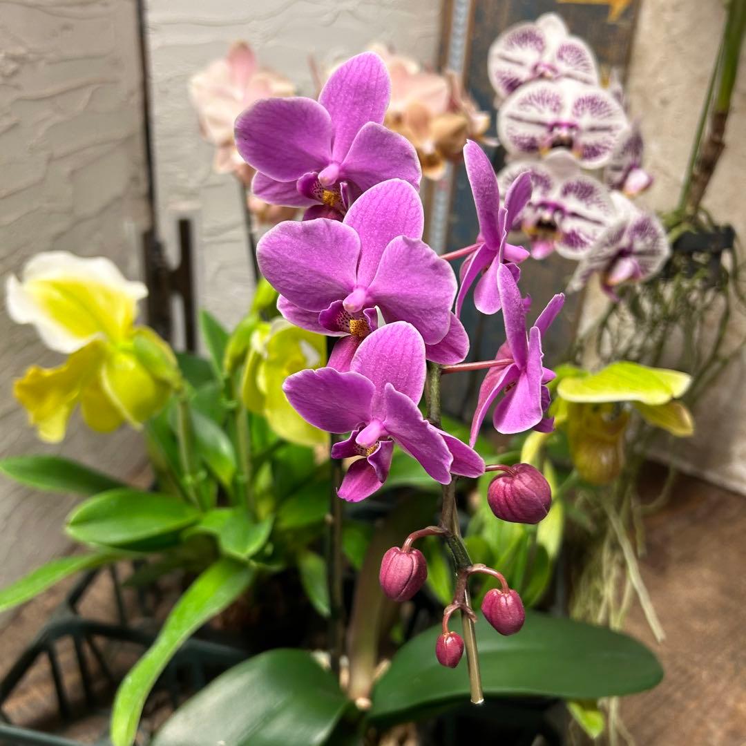 メ*ん様 洋蘭　ミックスアソート　6株 胡蝶蘭　バンダ　パフィオペディルム