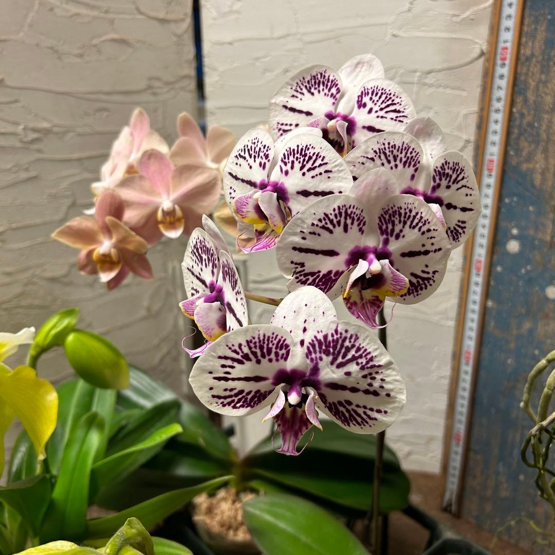 メ*ん様 洋蘭　ミックスアソート　6株 胡蝶蘭　バンダ　パフィオペディルム